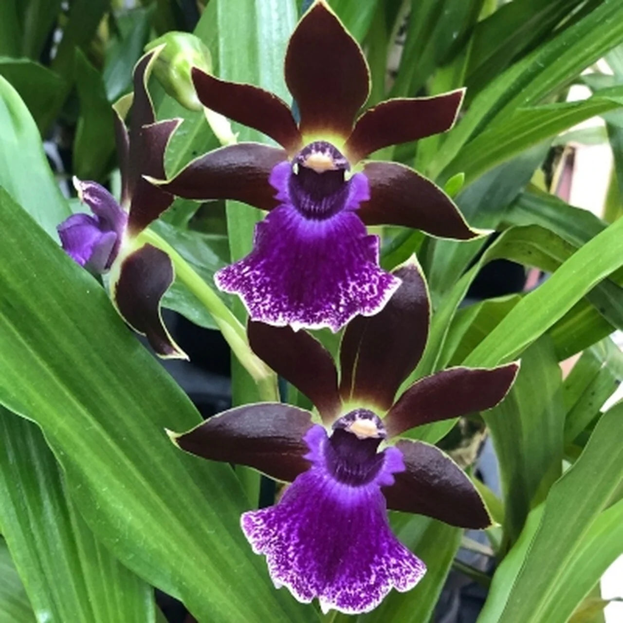 Collector's Orchid (IN BLOOM/SPIKE)