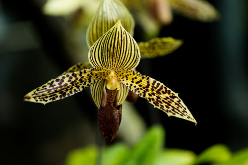 Collector's Orchid (IN BLOOM/SPIKE)
