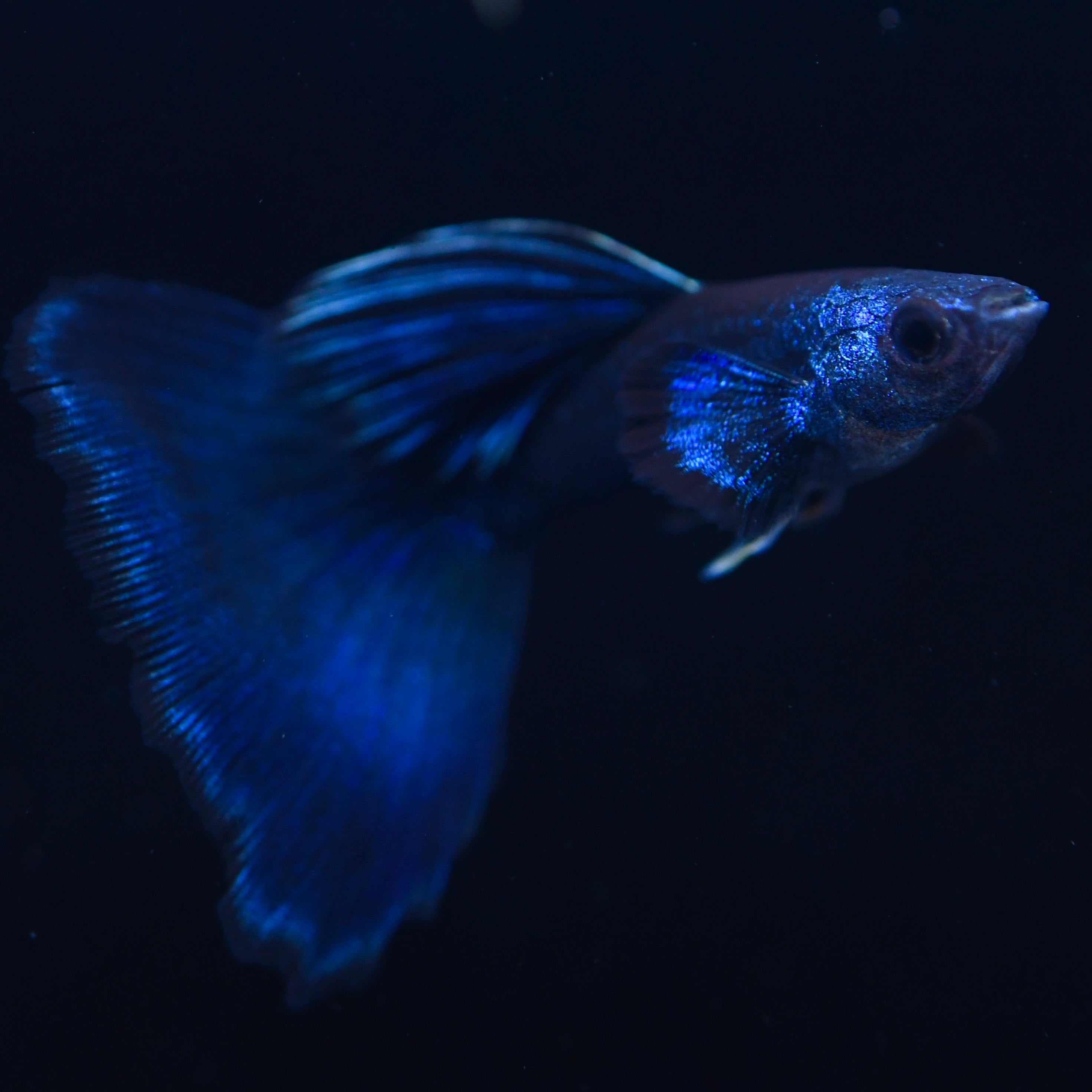 Aquarium Class