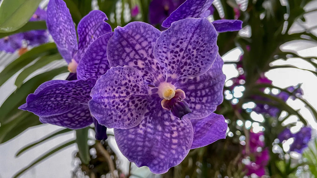 Collector's Orchid (IN BLOOM/SPIKE)