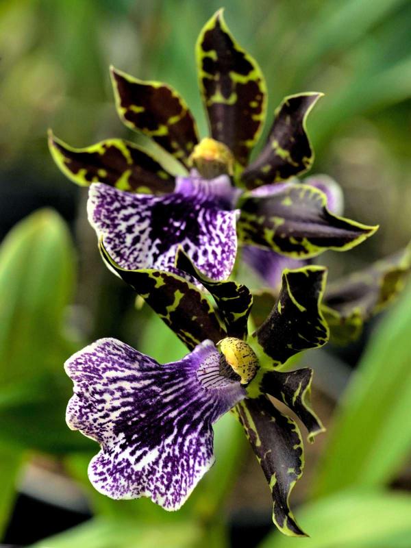 Collector's Orchid (IN BLOOM/SPIKE)