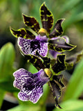 Collector's Orchid (IN BLOOM/SPIKE)